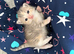 Kittens, ready mid july