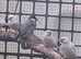 10 javas
