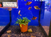 PAIRS* Ruby Barb (Pethia nigrofasciata)