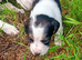 Jack Russell Puppies for Sale Swansea