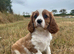 Gorgeous DNA tested clear female Cavalier