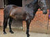 Lovely Sports Horse Filly