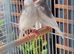 Java finch