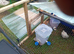 6 week old chickens for sale