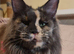 KING SIZE Maine Coons kittens reg.GCCF