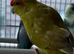 Beautiful Kakriki for sale