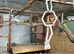 Mixed budgies cage and aivery bred