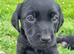 Pedigree Labrador pups - all black - Parents KC Reg