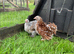 Pekin girls