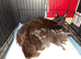 Maine Coons kittens in Manchester (3 boys)