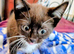 Meet This Playful Little Boy - A Sweet Kitten Full of Character