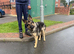 Working line German shepherd female