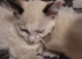 Ragdoll kittens from gccf parents