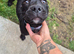Alpha blue blood bulldog cross puppy - comes with all her things