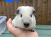 Baby guinea pigs for sale