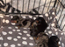 Mini dachshund puppies