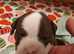 English bulldog puppies