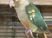 1 young conure