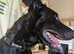 Crunchy 3 yr old Labrador cross