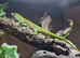 1.1 Hi Red Giant Day Gecko pair
