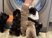 Beautiful chow chow puppies
