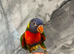 Ready Now Baby Handreared RainBow Lorikeet