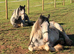Gorgeous Shire x Cob Colt
