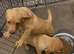 Labrador puppies