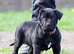 Lovely puppy for sale