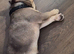 FRENCHBULLDOG 2YR OLD. MALE. Reduced price to find him a forever home.