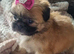 Last female Shih Tzu ready to go