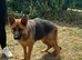 Retiring German Shepherd female