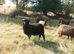 Colin, 4 months old ram lamb