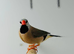 Hack finches