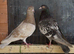 Birmingham Roller Pigeons