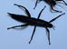 Pair of Giant thorny devil stick insects (Eurycantha Horrida "Popondetta")