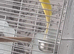 Beautiful baby lutino ringneck talking parrot