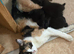 Lovely kittens looking for loveing home