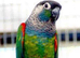 Pearly Conure