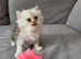 Persian Chinchilla Ragdoll Kittens Cat cute cats fluffballs adorable pets animals