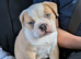 Olde Tyne English bulldogg