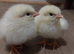 Buff Sussex chicks & Light Sussex Chicks & Hatching Eggs