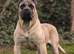 Stunning PRESA CANARIO pups