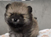 Tiny little Pomeranian puppy Teddy faces KC
