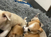 One little boy left pedigree chihuahua