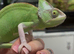 Yemen Chameleon Babies AVAILABLE SEPT/OCT