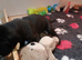 Black Great Dane Puppies