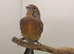 2025 linnet mule very good singing bird