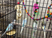 Baby budgies