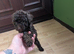 For sale Toy poodle puppies